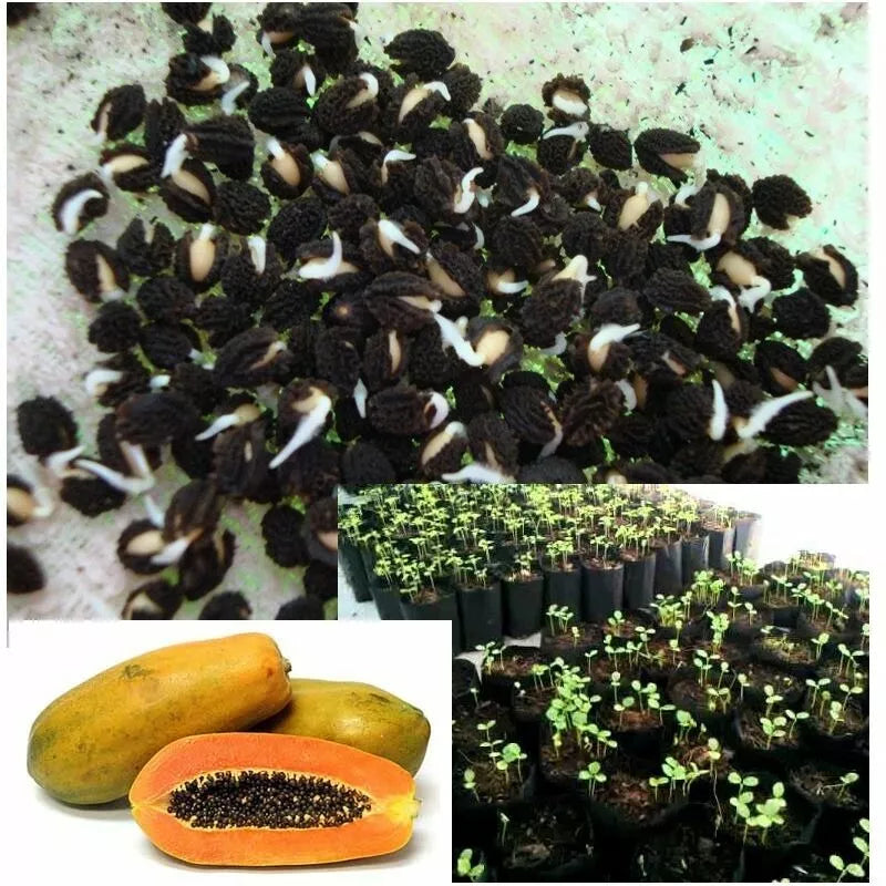 Red Lady Papaya Fruit Tropical Planting Seed Dwarf Sweet Tree Plant Organic Growing NON GMO Seeds