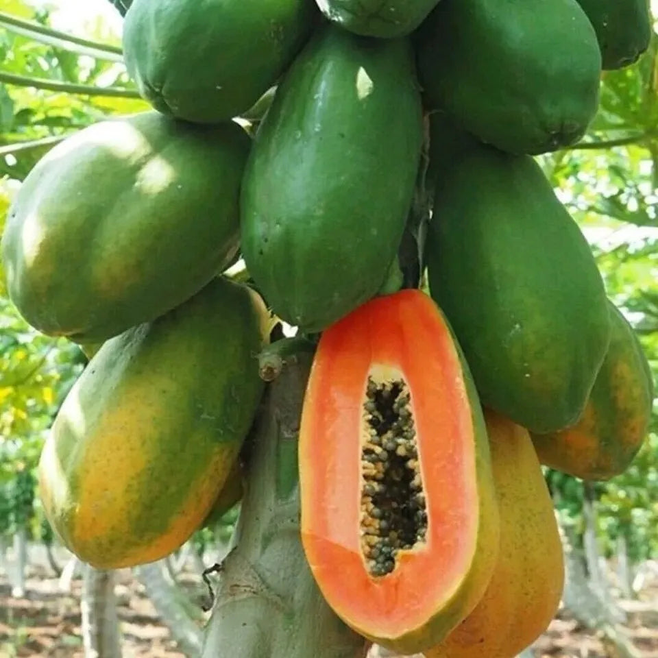 Red Lady Papaya Fruit Tropical Planting Seed Dwarf Sweet Tree Plant Organic Growing NON GMO Seeds