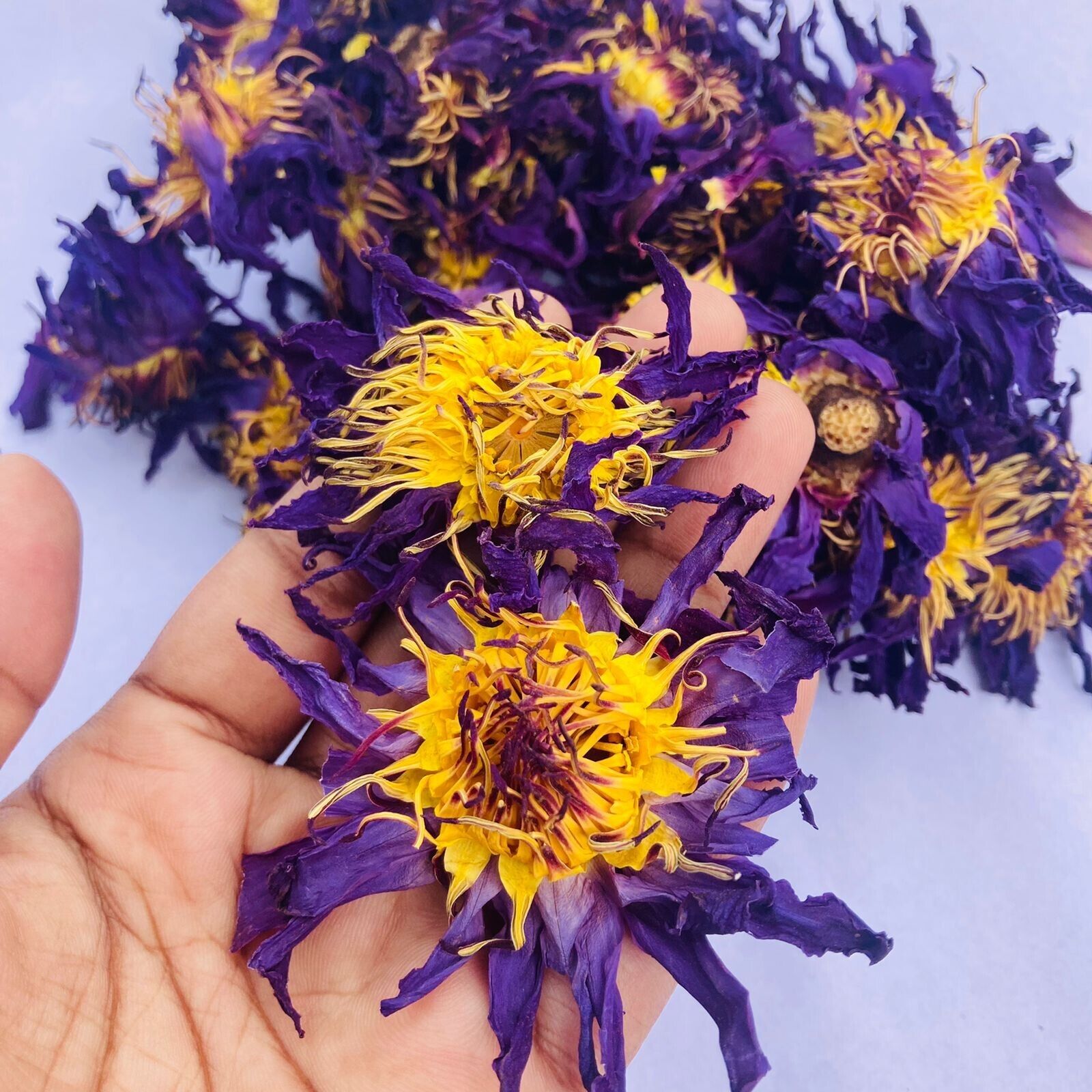 BLUE LOTUS Hand Picked Dried Flower | 100% Organic Ceylon 5kg Nymphaea Caerulea